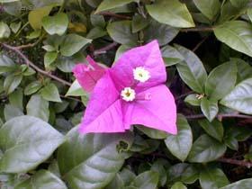 Foto: Trojčatový květ, bugénvilea