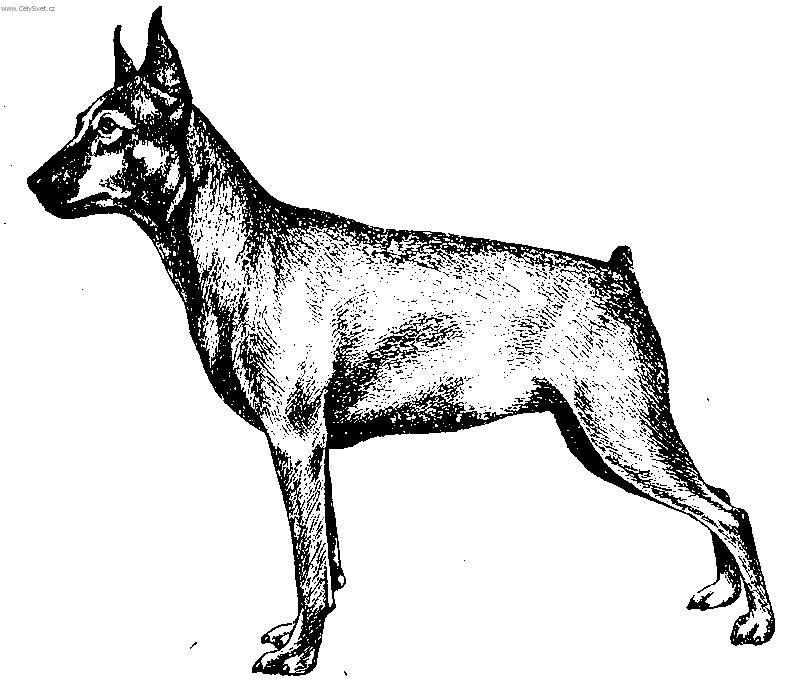 Foto: Trpasli�� pin�-Kresba