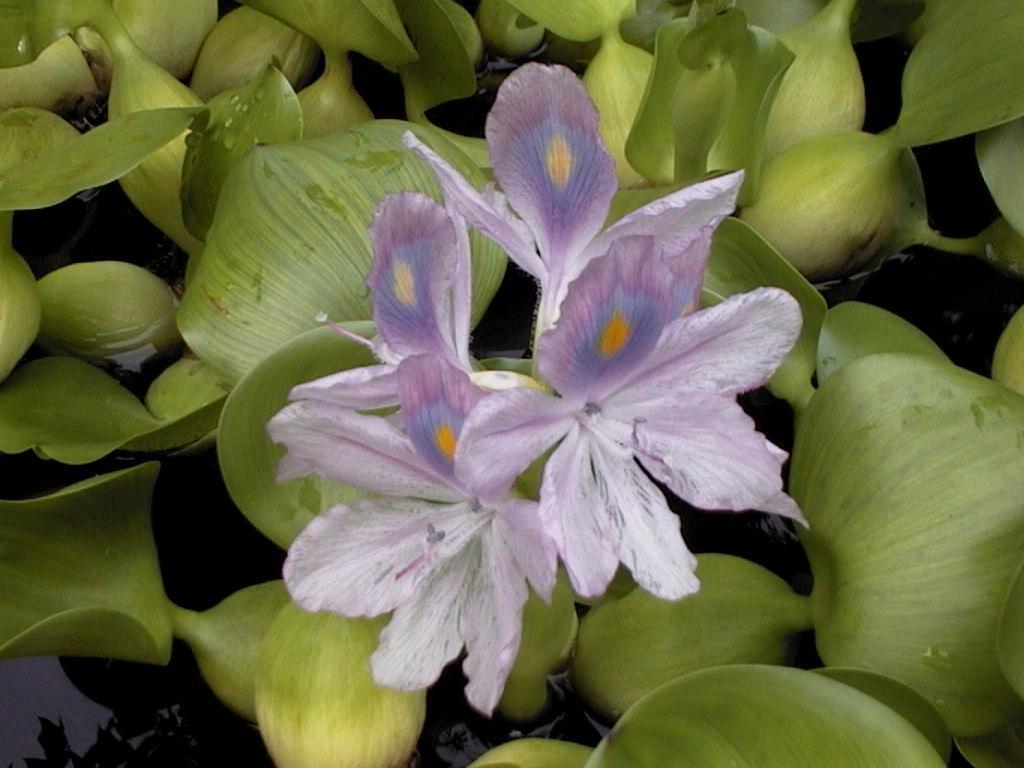 Fotky: Vodn hyacint (foto, obrazky)