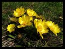 Pokojové rostliny: Skalničky > Adonis jarní, hlaváček jarní (Adonis vernalis)