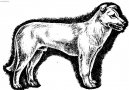 Psí plemena:  > Atlašský vlčák (Aidi, Atlas Mountain Dog)
