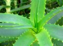 Fotky: Aloe vera (foto, obrazky)