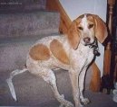 Psí plemena: Lovecká > Anglický mývalý lovecký pes (English Coonhound, Redtick Coonhound)