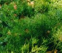Pokojov rostliny: Rostliny s plody > Aspargus (Asparagus Sprengeri.)