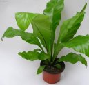 Pokojov rostliny: Nekvetouc > Asplenium vlasov (Asplenium trichomanes)