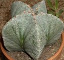 Pokojov rostliny:  > Astrophytum