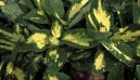 Pokojov rostliny: Rostliny z ozdobnmi listy > Aukuba japonsk (Aucuba japonica)