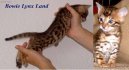 Bengálská kočka, leopardí kočka