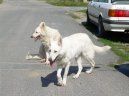 Psí plemena: Ovčáci a honáčtí psi > Bílý švýcarský ovčák (Berger Blanc Suisse, White Swiss Shepherd Dog)