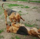 :  > Bloodhound (Chien de Saint-Hubert)