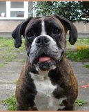 Fotky: N�meck� boxer (foto, obrazky)