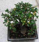 Pokojové rostliny:  > Buxus harlandii, buxus microphylla sinica, Zimostráz (Buxus harlandii, buxus microphylla sinica)