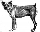 Psí plemena: Ovčáci a honáčtí psi > Cao Fila de Saint Miguel (Fila de Saint Miguel)