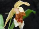 Pokojové rostliny: Orchideje > Celogyne (Coelogyne)