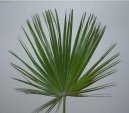 Pokojov rostliny: Palmy > umara (Chamaerops humilis)