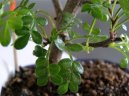 Pokojov rostliny:  > nsk pep (Caragona spinosa)