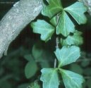 Pokojové rostliny: Popínavé rostliny > Cisus, žumen (Cissus)