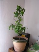 Pokojové rostliny: Zahradní stromky > Citroník (Citrus)