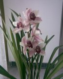 Pokojové rostliny: Orchideje > Cymbidium (Cymbidium orchid)