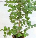 Pokojové rostliny: Fikusy > Fikus deltodea (Ficus deltoidea)