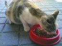 Kočky: Veterinární poradna > Diagnostika gravidity u kočky (Veterinární rady)