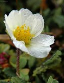 Pokojov rostliny: Rosaceae > Drydka osmiplten (Dryas octopetala)