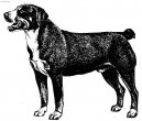 Fotky: Entlebuchský salašnický pes (foto, obrazky)