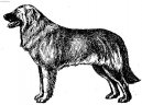 Fotky: Estrelský pastevecký pes (foto, obrazky)