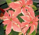 :  > Pryšec nádherný, vánoční hvězda, poinsetie (Euphorbia pulcherrima)