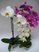 Pokojové rostliny: Orchideje > Faleponis, můrovec (Phalaenopsis)
