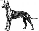 Faraónský pes