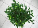 Pokojové rostliny: Fikusy > Fikus Bendžamina (Ficus benjamina)