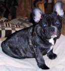 Francouzsk� buldo�ek