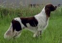 Psí plemena:  > Francouzský dlouhosrstý ohař (French spaniel)
