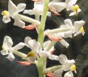 Pokojov rostliny: Orchidaceae > Haemaria (Haemaria discolor)