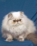:  > Himalájsko-perská kočka (Himalaya Đˇat)