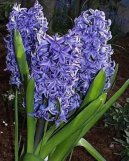 Fotky: Hyacint vchodn (foto, obrazky)