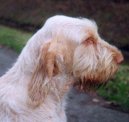 Italsk spinone