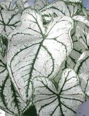 Pokojové rostliny: Popínavé rostliny > Kaladium, úžovník (Caladium Hortulanum)