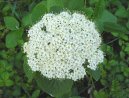 Pokojov rostliny: Verbenaceae > Kalina tualaj (Viburnum lantana)