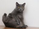 Kočky:  > Kartouzská kočka, Šartréz (Chartreux Cat)