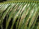 Fotky: Kokosov palma, kokosovnk (foto, obrazky)