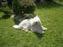 Psí plemena: Ovčáci a honáčtí psi > Komondor (Maďarský ovčák)