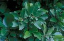 Pokojové rostliny:  > Korynokarpus, kyjovec hladký (Corynocarpus laevigatus)