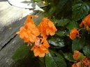 Pokojové rostliny:  > Krosandra, třepenitka (Crossandra)