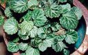 Pokojov rostliny: Saxifragaceae > Lomikmen vbkat (Saxifraga stolonifera)
