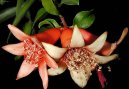 Pokojové rostliny:  > Marhaník, granátovník obecný (Punica granatum)