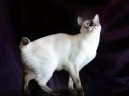 Kočky:  > Mekong-Bobtail (Mekong Bobtail Cat)