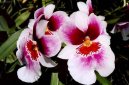 Pokojové rostliny: Orchideje > Miltonie (Miltonia)