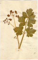 Pokojové rostliny:  > Miřík Celer (Apium graveolens L.)